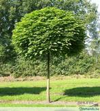 catalpa   bignonioides  nanA   maat  10/12  90 E EUR BOLCALP, Jardin & Terrasse, Plantes | Arbres, 250 à 400 cm, Plein soleil