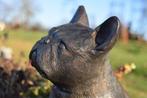 Bull dog, Franse bulldog in brons, Antiek en Kunst, Ophalen of Verzenden, Brons