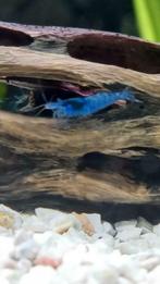 Crevette bleue à vendre, Animaux & Accessoires, Poissons | Poissons d'aquarium, Homard, Crabe ou Crevette, Poisson d'eau douce
