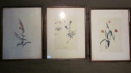 TEKENINGEN kruiden (reprodukties), Antiek en Kunst, Curiosa en Brocante, Ophalen of Verzenden