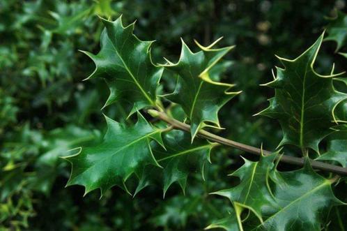 GRATIS HULST BOOMPJES (en Laurier boompjes + klimop), Tuin en Terras, Planten | Struiken en Hagen, Hulst, Ophalen