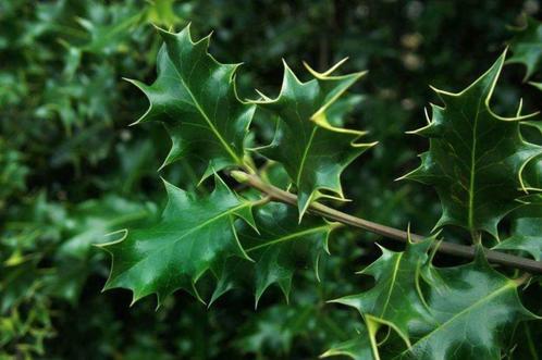 GRATIS HULST BOOMPJES (en Laurier boompjes), Tuin en Terras, Planten | Struiken en Hagen, Hulst, Ophalen of Verzenden