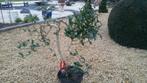 Startplant bonsai ligustrum, Ophalen