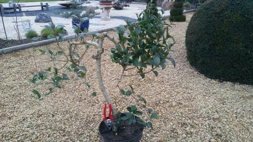 Startplant bonsai ligustrum, Tuin en Terras, Planten | Bomen, Ophalen