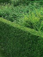 Chèvrefeuille à feuilles de buis 10 cm,  racines nues, Jardin & Terrasse, Plantes | Arbres, Enlèvement