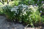 aster divaricatus, Tuin en Terras, Ophalen