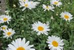 bloemen en planten, Ophalen of Verzenden