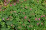 Geraniums macrorrhizum - Ooievaarsbek (paarse bloem), Tuin en Terras, Planten | Tuinplanten, Winter, Halfschaduw, Ophalen