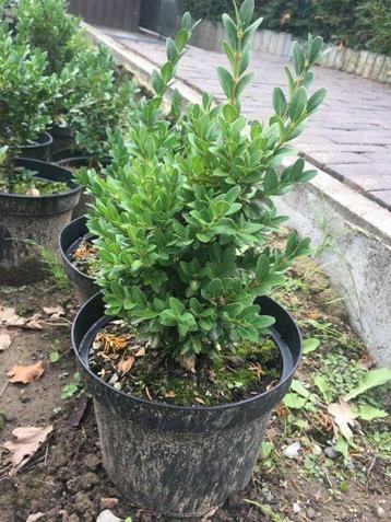 Buxus