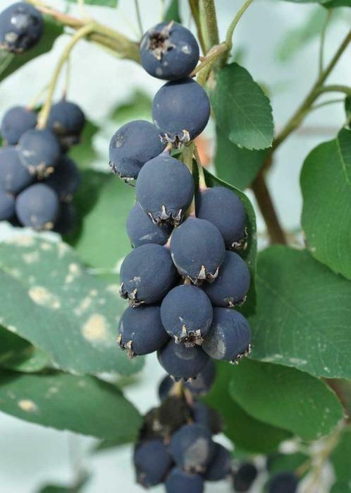 Krentenboom vruchten zijn super gezond vol met vitaminen, Jardin & Terrasse, Plantes | Arbres fruitiers, Autres espèces, Moins de 100 cm