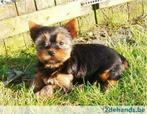 Mini yorkshire pups bij ELITE FOKKER echte hondenliefhebber, Parvovirose, Plusieurs, Belgique, 8 à 15 semaines