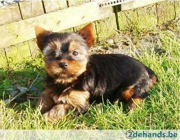 Mini yorkshire pups bij ELITE FOKKER echte hondenliefhebber