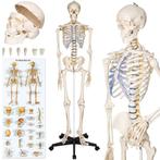 Levensgroot, Gedetailleerd, Medisch Model-Skelet., Enlèvement ou Envoi, Neuf, Appareil
