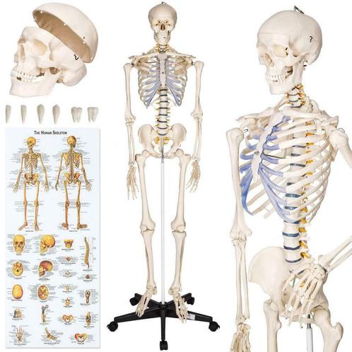 Levensgroot, Gedetailleerd, Medisch Model-Skelet., Sports & Fitness, Produits de massage, Neuf, Appareil, Enlèvement ou Envoi