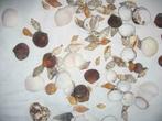 Grote verzamel schelpen van Phillippines Azie