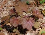 heuchera villosa bronze form, Tuin en Terras, Ophalen of Verzenden, Volle zon