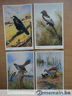 4 postcards winnifred austen birds 5214,5418,5658 en 5659, Ophalen of Verzenden