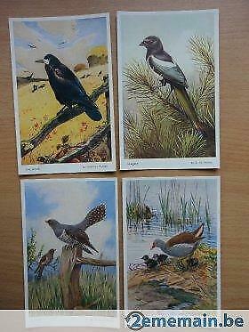 4 postcards winnifred austen birds 5214,5418,5658 et 5659, Collections, Cartes postales | Étranger, Enlèvement ou Envoi
