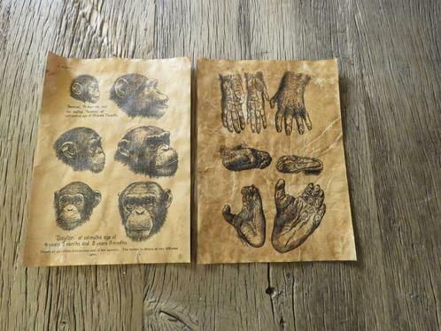 Gravures Anciennes Imprimer Singes Chimpanzés, Antiquités & Art, Curiosités & Brocante, Enlèvement ou Envoi