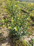 substitut de buis/ houx japonais : Ilex crenata 'green hedge, Jardin & Terrasse, Plantes | Arbustes & Haies, Moins de 100 cm, Enlèvement