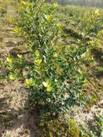 substitut de buis/ houx japonais : Ilex crenata 'green hedge