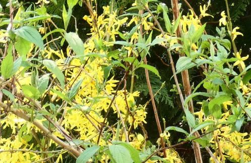 Forsythia - jeune arbuste de 40 cm jolies fleurs dès mars, Tuin en Terras, Planten | Struiken en Hagen, Struik, Ophalen