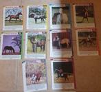 Informatiefiches paarden, Ophalen of Verzenden