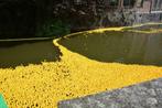 Badeenden te huur voor eendenrace / duckrace, Ophalen, Gebruikt