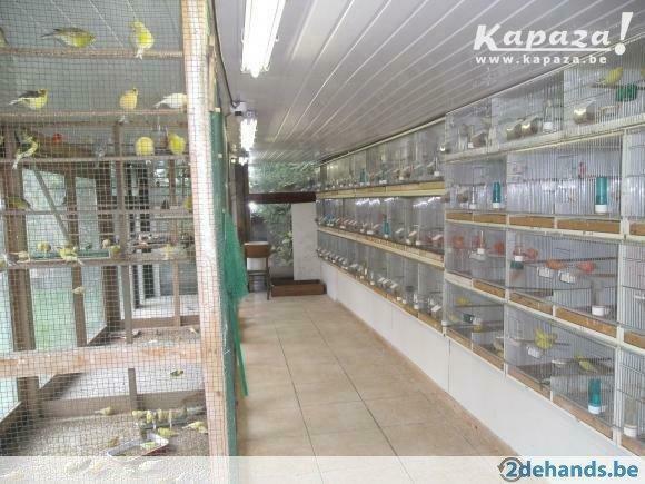 Kanaries, Dieren en Toebehoren, Vogels | Kanaries