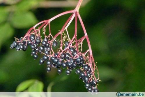 Sureau noir - Sambucus nigra - jeune arbuste de 40 cm, Tuin en Terras, Planten | Bomen, Overige soorten, 100 tot 250 cm, Lente