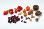 Siergroenten TOMATEN / Sierfruit LIMOEN, Ophalen of Verzenden, Zo goed als nieuw, Kunststof, Speelkeuken-accessoire