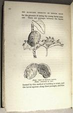 Hunting Insects in the South Seas 1932 Pacific Entomologie, Antiek en Kunst, Ophalen of Verzenden