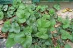 Framboos-aardbeiplanten “Frau Mieze Schindler”, Tuin en Terras, Ophalen, Zomer, Vaste plant, Volle zon