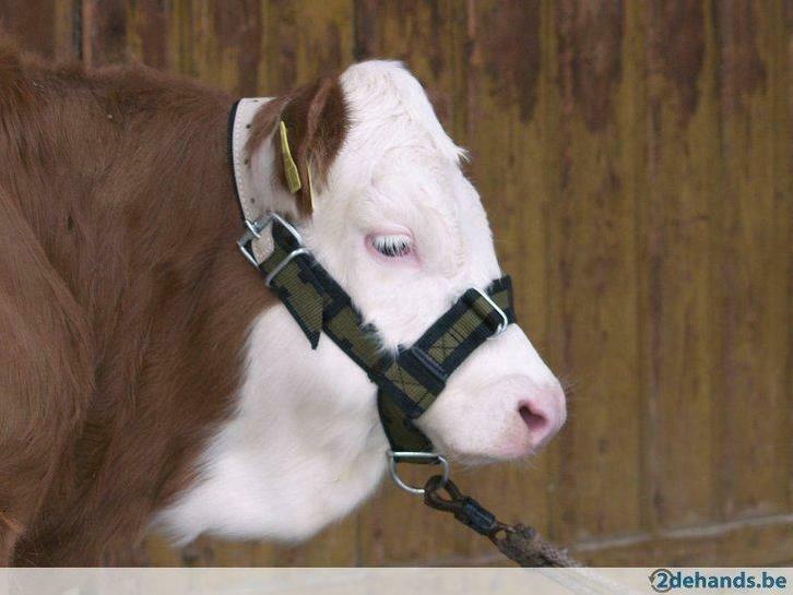 Runderhalsters, touwen, kettingen, Agrodieren de beste prijs, Zakelijke goederen, Landbouw | Werktuigen, Veehouderij, Stalinrichting