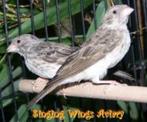 Witstuit Edelzanger, Dieren en Toebehoren, Meerdere dieren, Wildzangvogel, Geringd