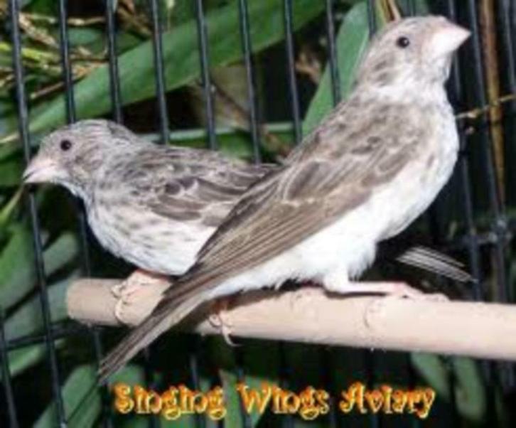 Witstuit Edelzanger, Dieren en Toebehoren, Vogels | Overige Vogels, Wildzangvogel, Meerdere dieren, Tam, Geringd