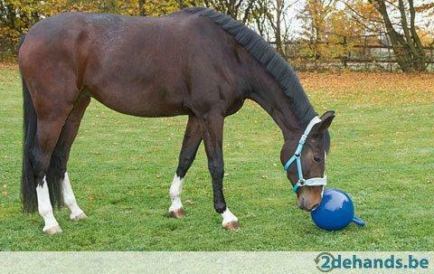 Bezighoudingstherapie ballen paarden Agrodieren beste prijs, Dieren en Toebehoren, Stalling en Weidegang