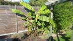 Jonge bananenbomen (Musa basjo), Tuin en Terras, Planten | Bomen, Zomer, Overige soorten, Ophalen