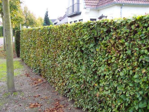 Groene beuk, rode beuk of haagbeuk kopen te OOst-Vlaanderen, Tuin en Terras, Planten | Struiken en Hagen, Haag, Buxus, Ophalen