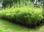 Fargesia murielae et Fargesia nitida (Bambou non invasif, Jardin & Terrasse, Plantes | Jardin, Enlèvement