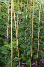 Che fruit 'Cudrania tricuspidata', Tuin en Terras, Ophalen, Struik