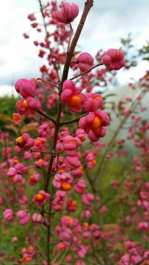 Euonymus europaeanus, Tuin en Terras, Planten | Struiken en Hagen, Ophalen