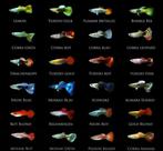 HEEL SPECIALE GUPPEN, Vis, Zoetwatervis, Schoolvis