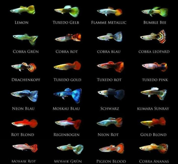 HEEL SPECIALE GUPPEN, Dieren en Toebehoren, Vissen | Aquariumvissen, Zoetwatervis, Vis, Schoolvis