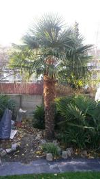 Palmboom Trachy Carpus Fortunei Zaden, Tuin en Terras, Ophalen, In pot, Palmboom