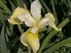 iris sibirica wit-geel van bloem, Tuin en Terras, Ophalen