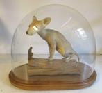 antieke taxidermy opgezette naakthond chihuahua stolp, Ophalen