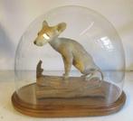 antieke taxidermy opgezette naakthond chihuahua stolp, Enlèvement