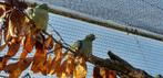 Papegaaisnavelduif, Dieren en Toebehoren, Vogels | Overige Vogels, Mannelijk, Tropenvogel, Geringd