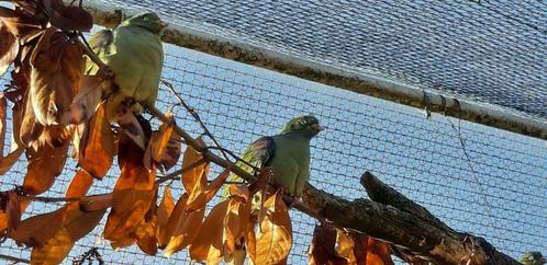 Papegaaisnavelduif, Dieren en Toebehoren, Vogels | Overige Vogels, Tropenvogel, Mannelijk, Tam, Geringd